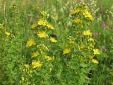 Hypericum maculatum