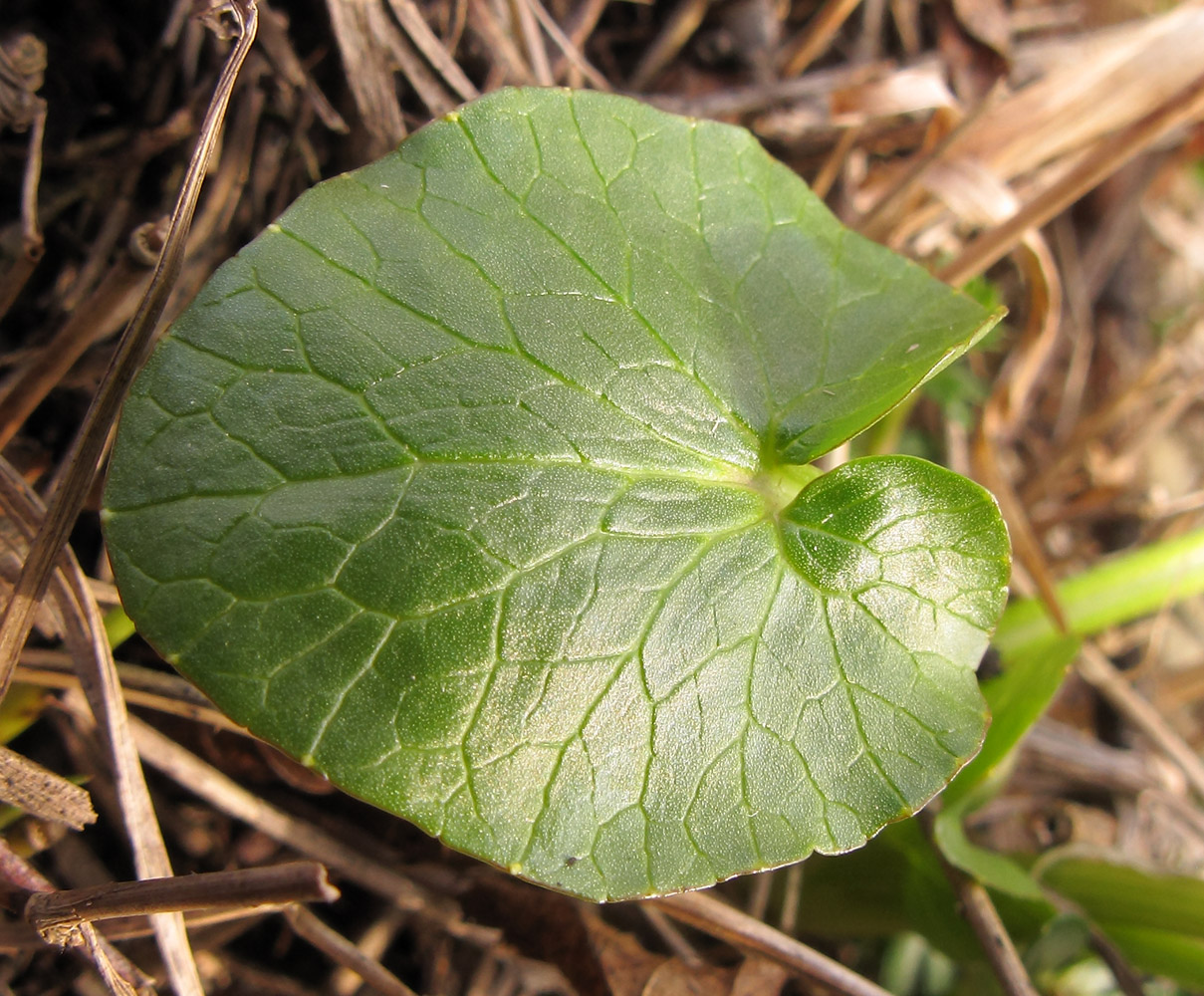 Изображение особи Ficaria calthifolia.