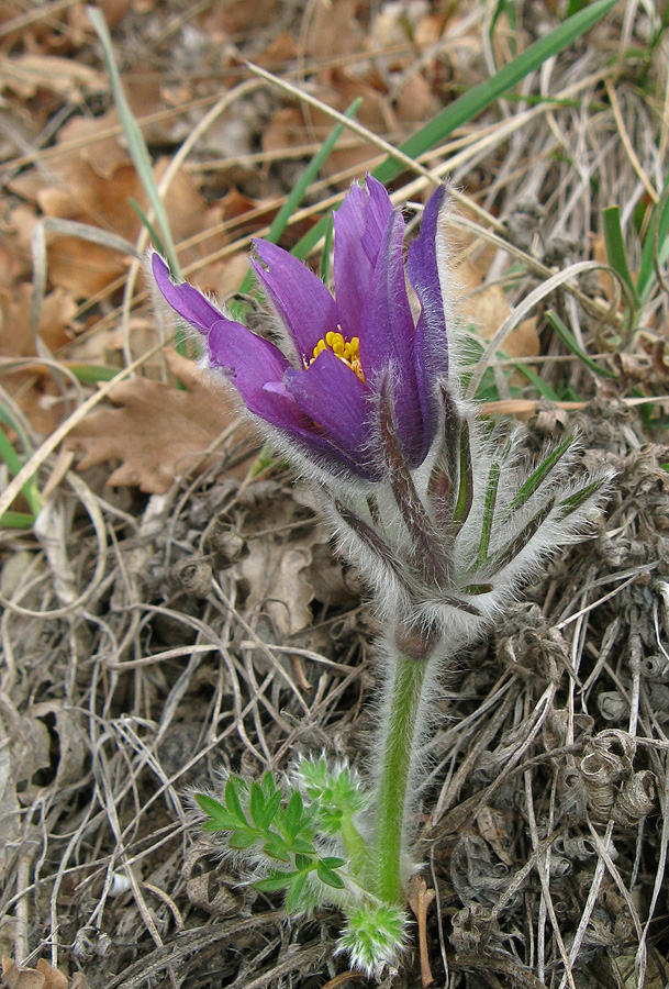 Image of Pulsatilla taurica specimen.