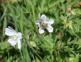 Geranium affine