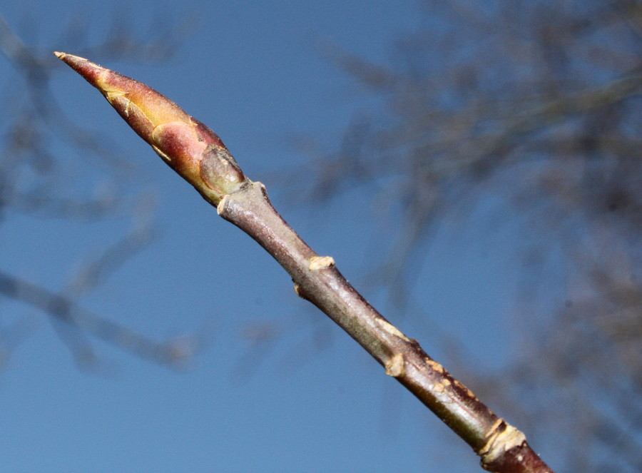 Image of Euonymus sanguineus specimen.