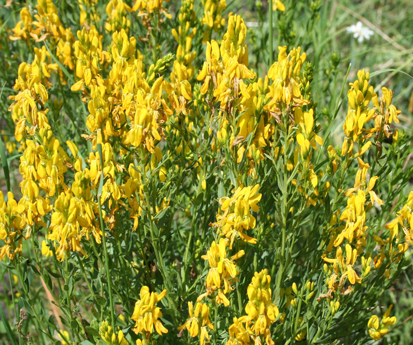 Image of Genista tinctoria specimen.