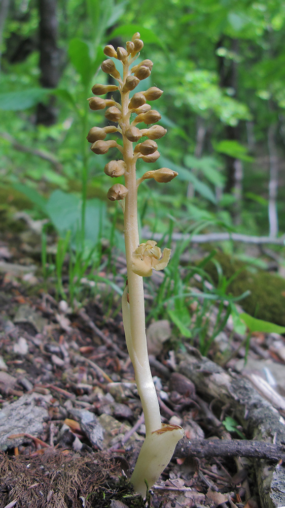 Image of Neottia nidus-avis specimen.