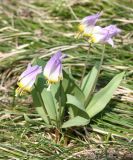 Erythronium sibiricum