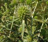 Eryngium campestre. Соцветие. Нидерланды, Северное море, остров Схирмонниког, приморский луг. Август 2007 г.