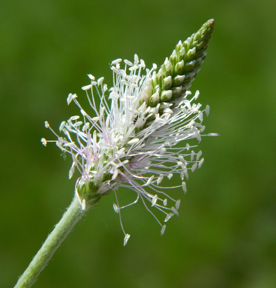 Изображение особи Plantago media.