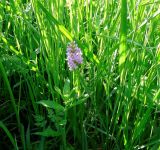 Dactylorhiza baltica. Цветущее растение на влажном лугу. Московская обл., Железнодорожный, дер. Пестово, берег р. Чёрной. 05.06.2014.