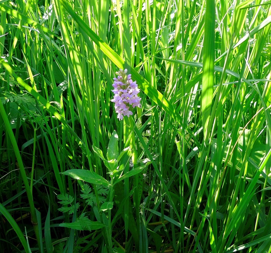 Изображение особи Dactylorhiza baltica.