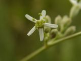 Silene wolgensis