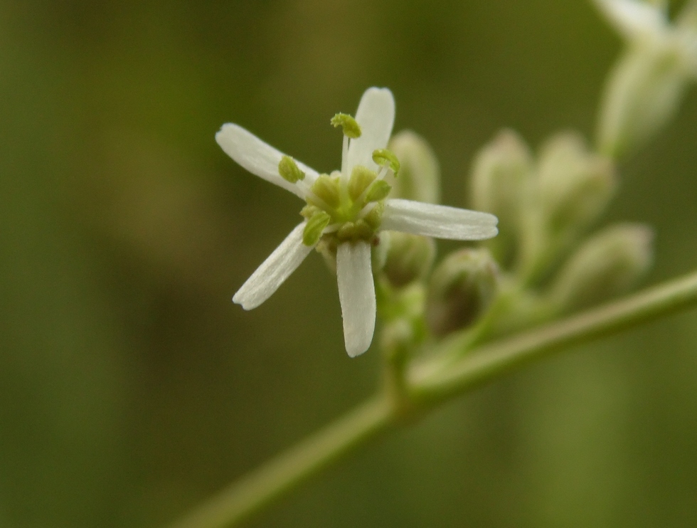 Изображение особи Silene wolgensis.