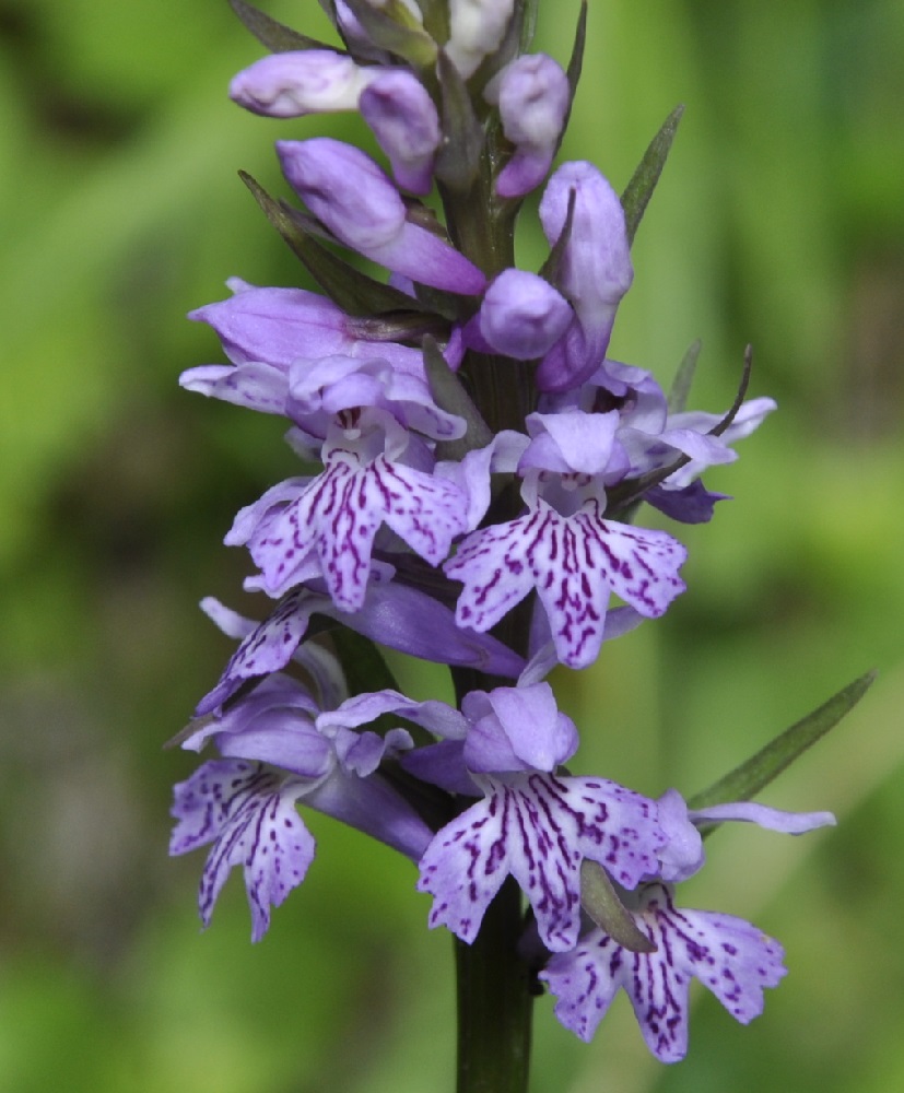 Изображение особи Dactylorhiza saccifera.