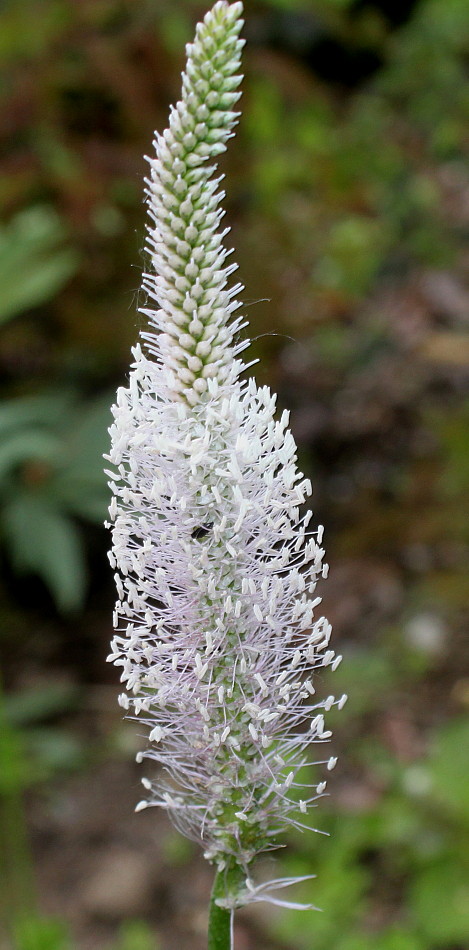 Изображение особи Plantago media.