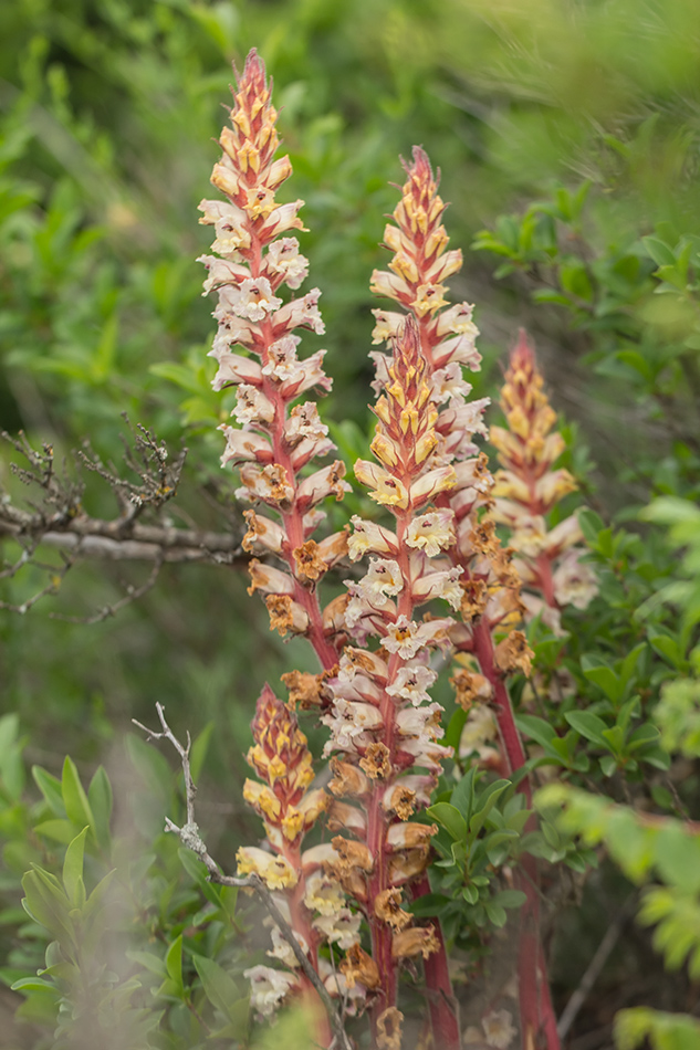 Изображение особи Orobanche laxissima.