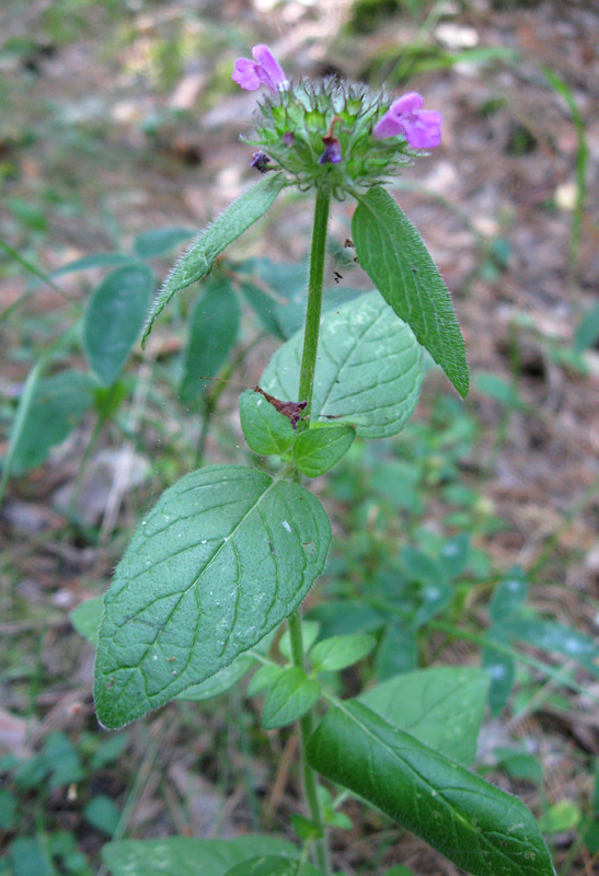 Image of Clinopodium vulgare specimen.