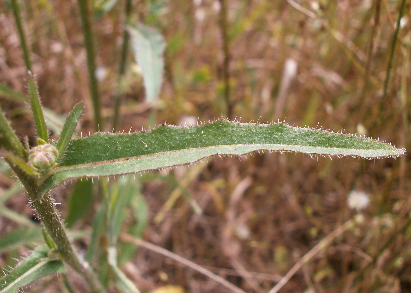 Image of Picris hieracioides specimen.