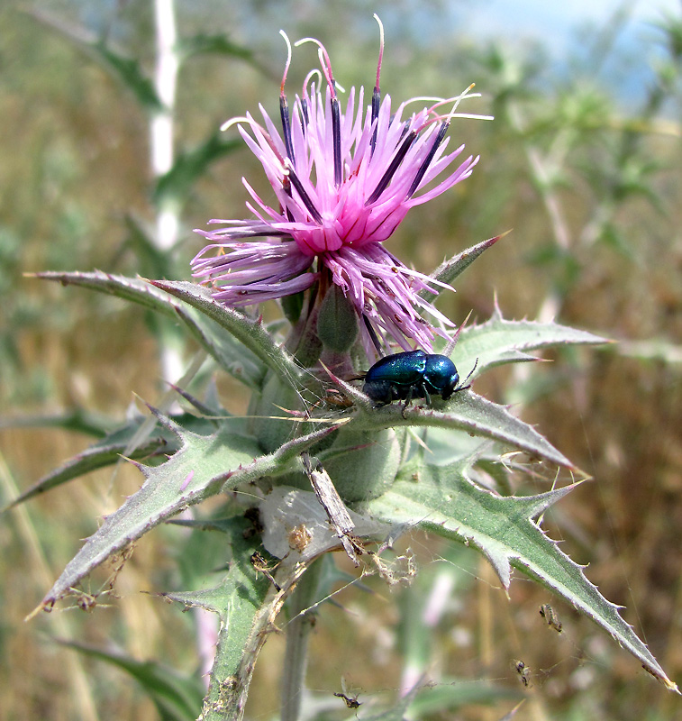 Изображение особи Carthamus glaucus.