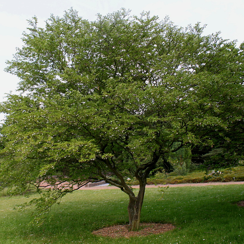 Изображение особи Halesia carolina.