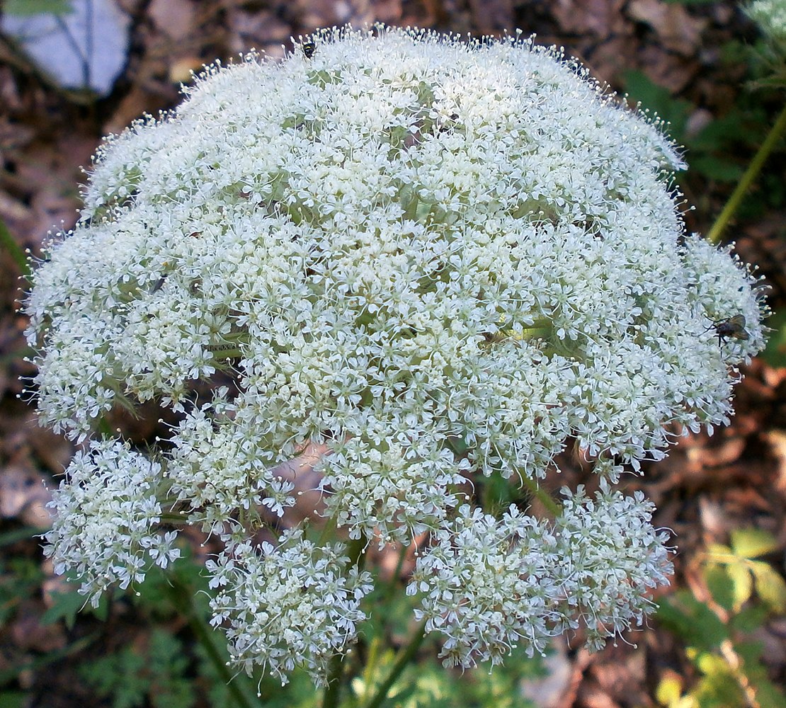 Image of Laserpitium hispidum specimen.