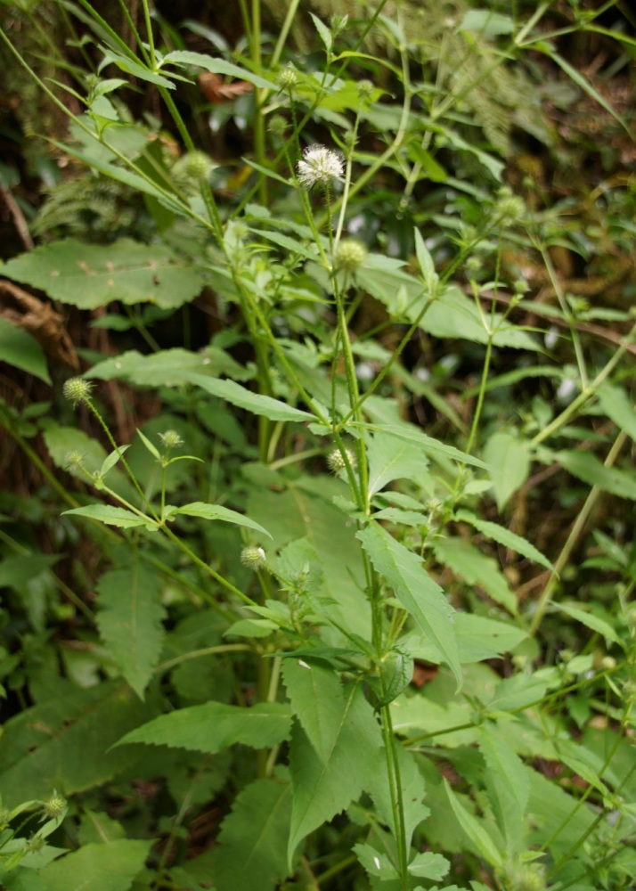 Image of Dipsacus pilosus specimen.