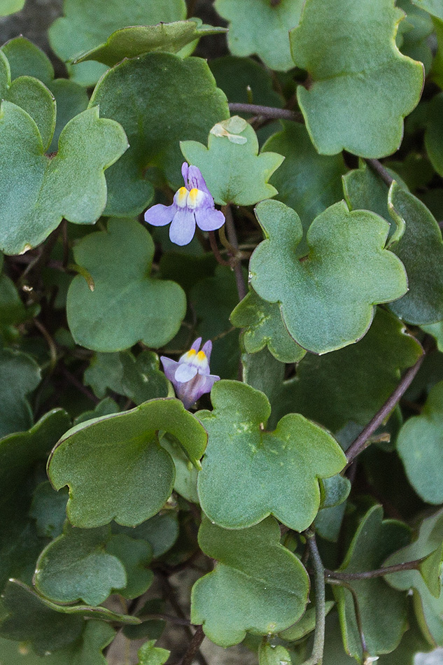 Изображение особи Cymbalaria muralis.