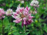 Trifolium hybridum