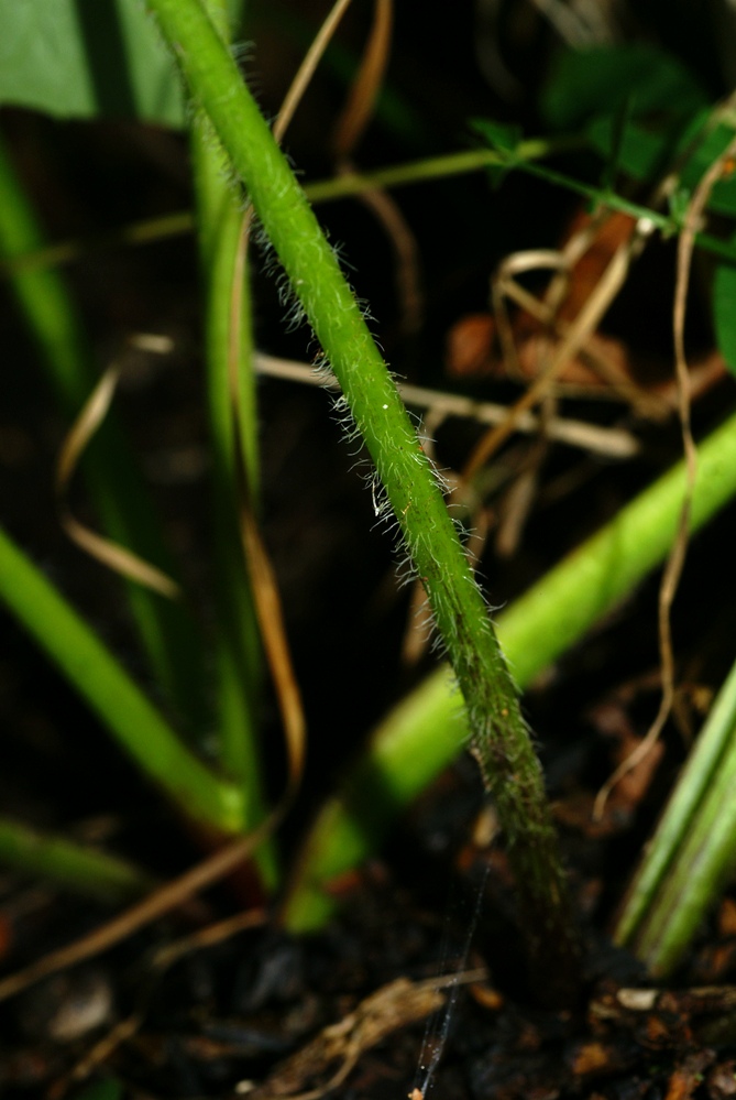 Image of Saussurea petiolata specimen.