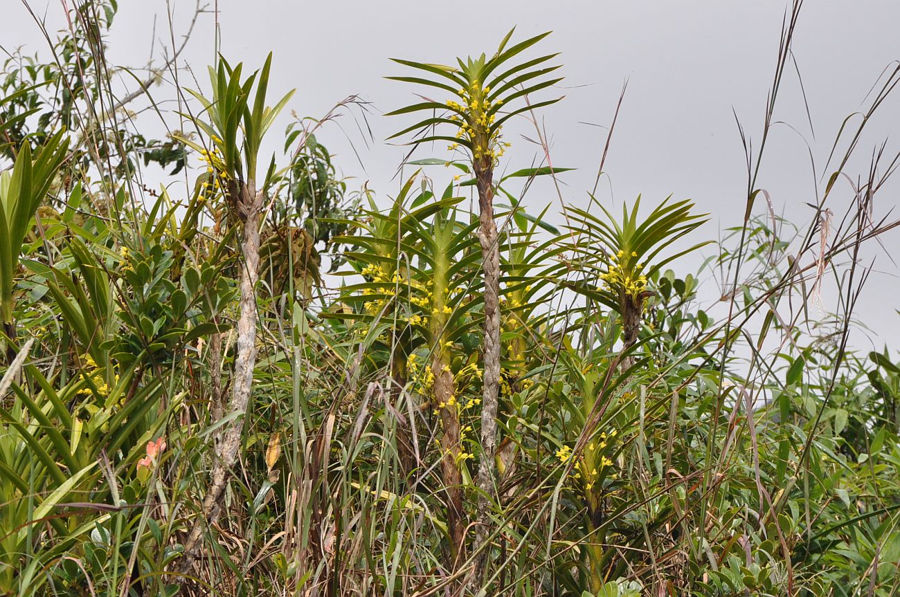 Image of Ornithidium aureum specimen.