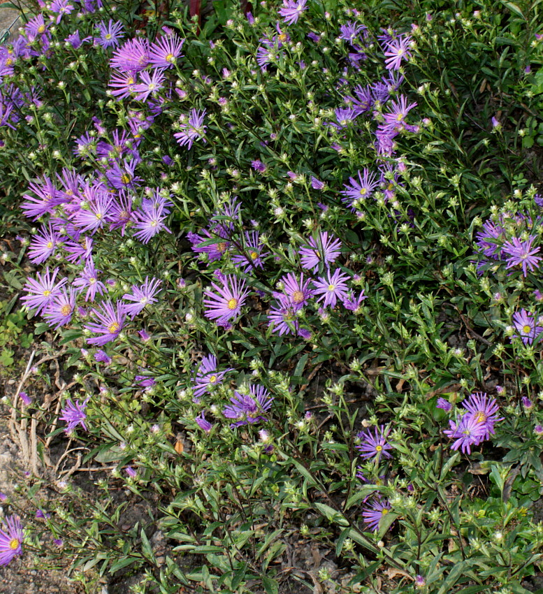 Изображение особи Aster amellus.