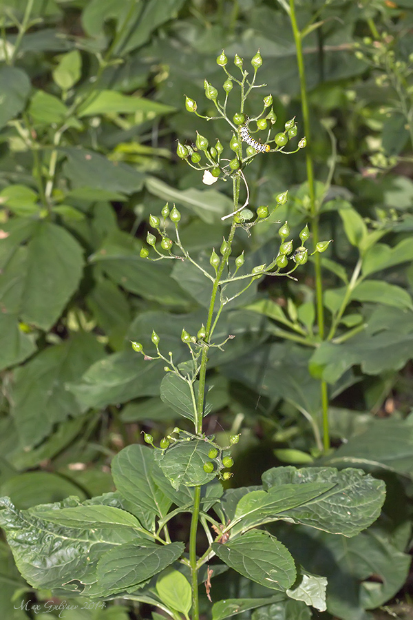 Изображение особи Scrophularia nodosa.