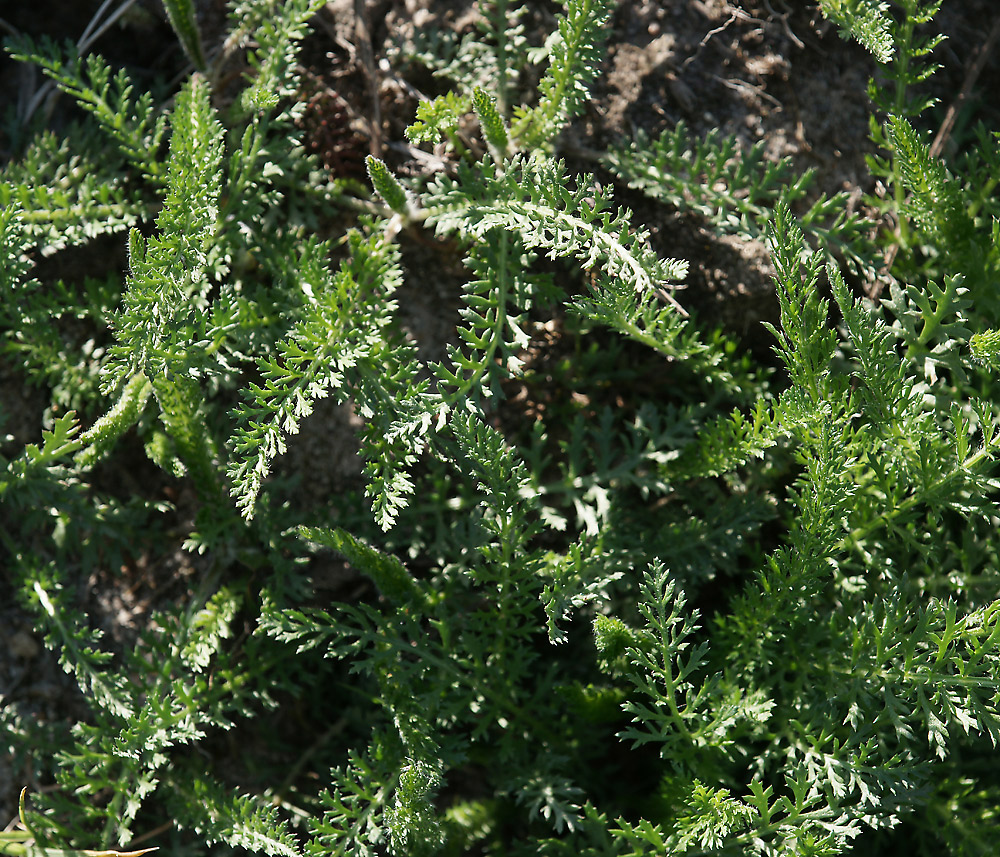 Image of Achillea millefolium specimen.