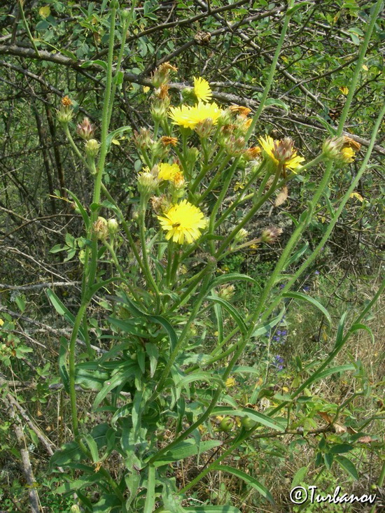 Image of Picris hieracioides specimen.