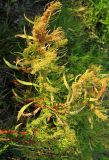 Rumex maritimus