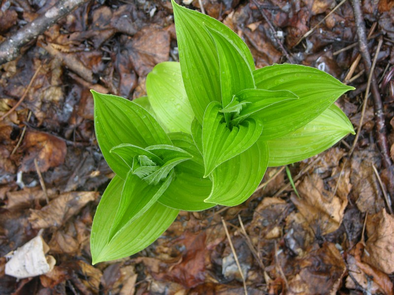 Image of Veratrum oxysepalum specimen.