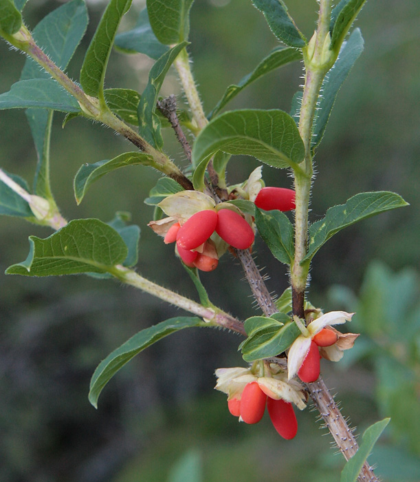 Image of Lonicera hispida specimen.