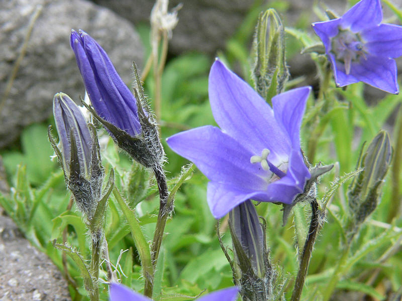 Изображение растения Campanula lasiocarpa.