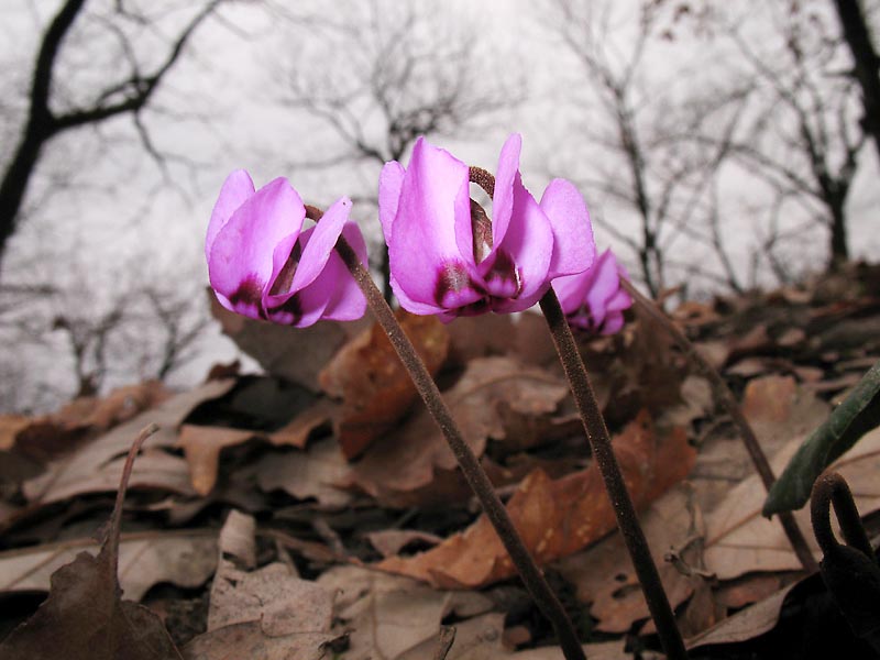 Image of Cyclamen elegans specimen.