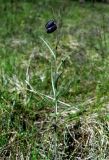Fritillaria ruthenica