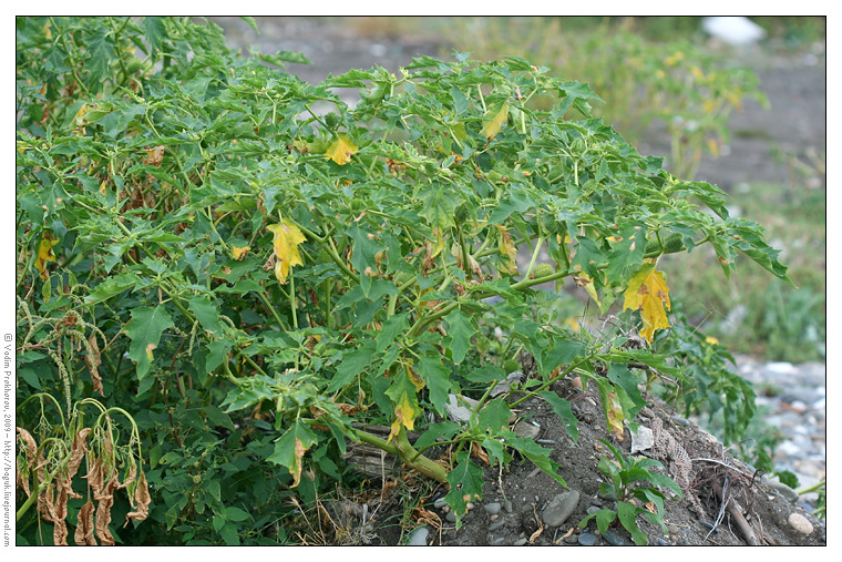 Image of Datura stramonium specimen.