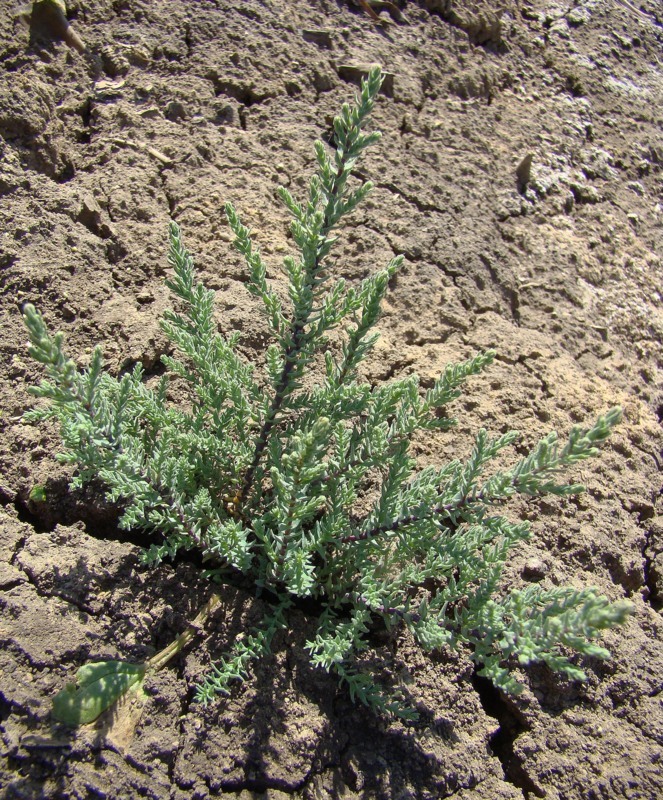 Image of Tamarix ramosissima specimen.