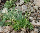 Artemisia lagocephala. Цветущее растение на каменистой осыпи (на заднем плане - Phlojodicarpus sibiricus). Бурятия, плато п-ова Святой нос (выс. около 1800 м н.у.м.). 22.07.2009.