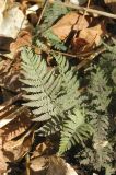 Polystichum setiferum