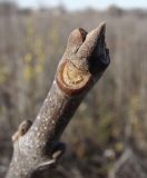 Fraxinus pennsylvanica