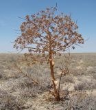 Ferula varia