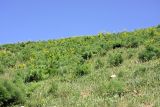Prangos pabularia. Цветущие растения на горном склоне. Южный Казахстан, горы Алатау (Даубаба), Западное ущелье. 15.05.2014.