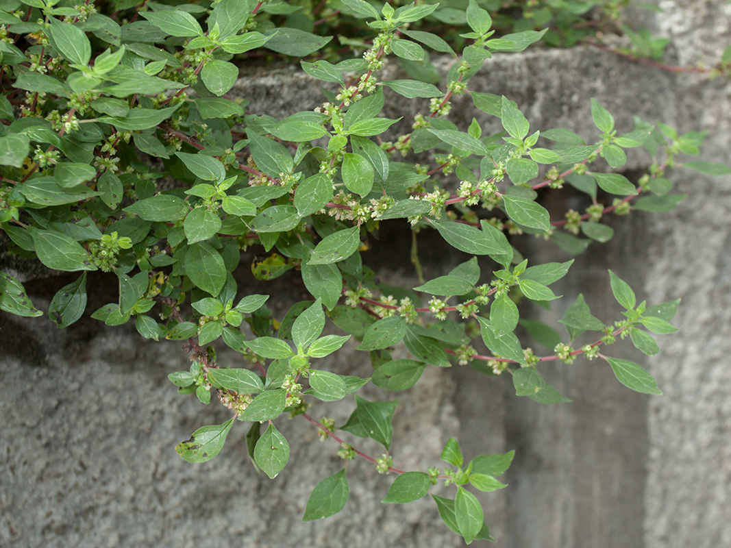 Image of genus Parietaria specimen.