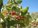 Lonicera tianschanica. Плодоносящие ветви растения. Казахстан, Зап. Тянь-Шань, Таласский Алатау, ур. Таяк-Салды, ≈ 2000 м н.у.м. 17 августа 2015 г.