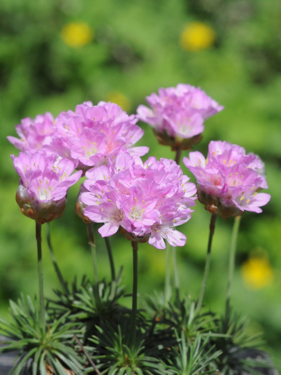 Изображение особи Armeria juniperifolia.