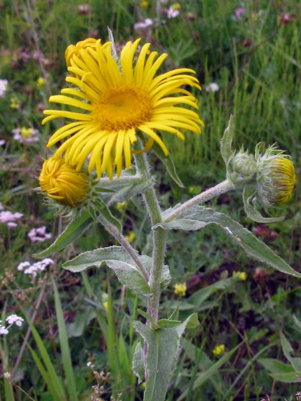 Изображение особи Inula britannica.