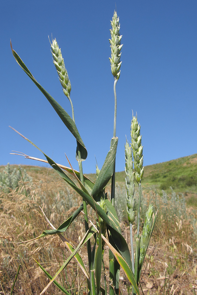 Изображение особи Triticum aestivum.