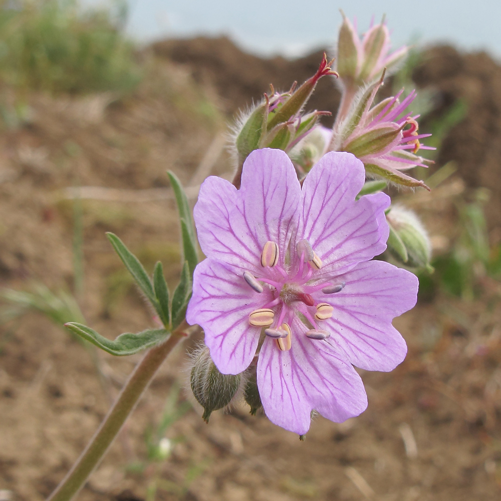 Изображение особи Geranium tuberosum.